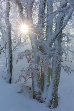 Sunlight Through a Snow-Covered Forest 스톡 사진