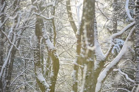 Sunlight Through Snow Covered Trees in Winter Forest Stock Photos