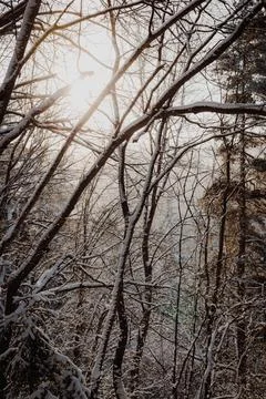 Sunlight Through Snow Covered Trees in Winter Forest Stock Photos