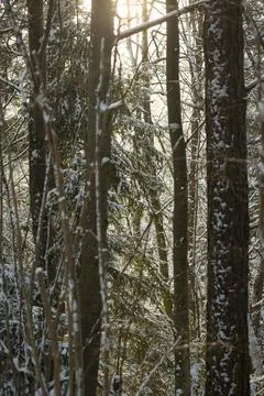 Sunlight Through Snow Covered Winter Forest Trees Stock Photos