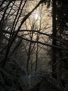 Sunlight Through Snowy Forest Trees in Winter Wilderness Stock Photos