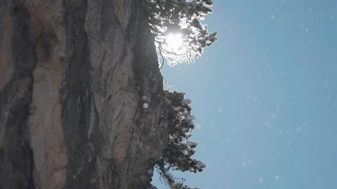 Sunlight Through Snowy Tree with Sparkling Snow Particles Drifting in the Stock Footage 308988474