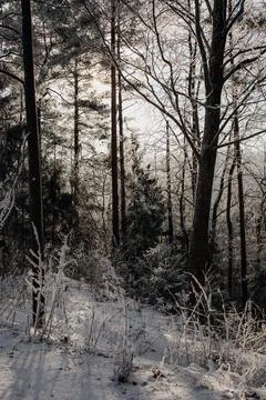 Sunlight Through Snowy Winter Forest Landscape Stock Photos