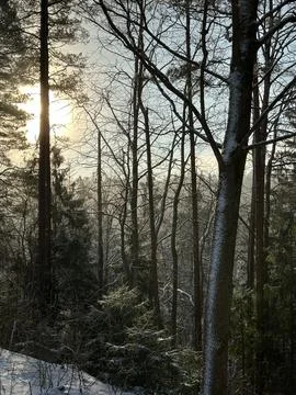 Sunlight Through Snowy Winter Forest Trees at Sunrise Foto stock