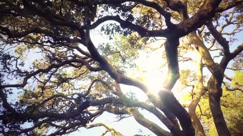 Sunlight Through Sprawling Oak Tree Branches Stock Footage 346038237