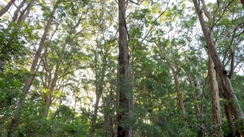 Sunlight Through Springbrook Forest Trees Stock Footage 296084525