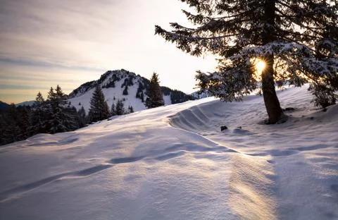 Sunlight through spruce tree in Alps Stock Photos