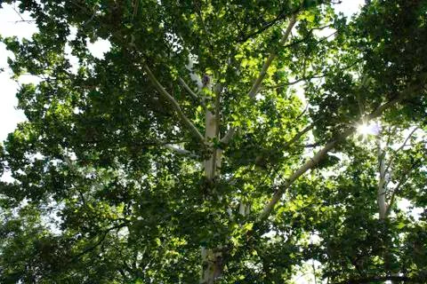 Sunlight through Sycamore trees Stock Photos