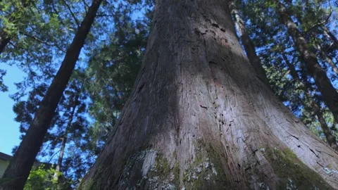 Sunlight Through Tall Forest Trees Along Alishan Forest Trail Taiwan Stock Footage 341527866