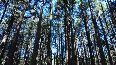 Sunlight Through Tall Forest Trees Along Alishan Forest Trail Taiwan Stock Footage 341527867