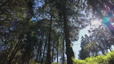 Sunlight Through Tall Forest Trees Along Alishan Forest Trail Taiwan Stock Footage 341527882