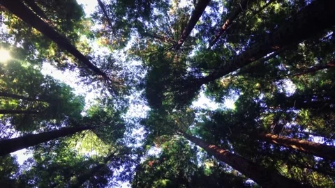 Sunlight Through Tall Forest Trees Looking Up Stock Footage 346038214