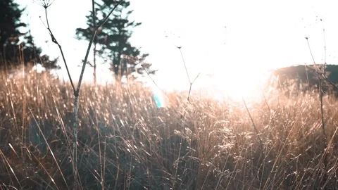 Sunlight through tall grass in field 库存影片 119392835