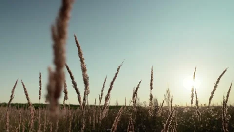 Sunlight Through Tall Grass – Peaceful Nature Scene at Golden Hour Stock Footage 310529875