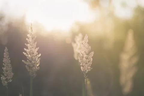 Sunlight through tall grass Stock Photos