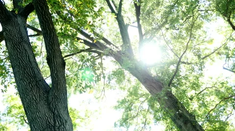 Sunlight through tall oak trees Stock Footage 68381556