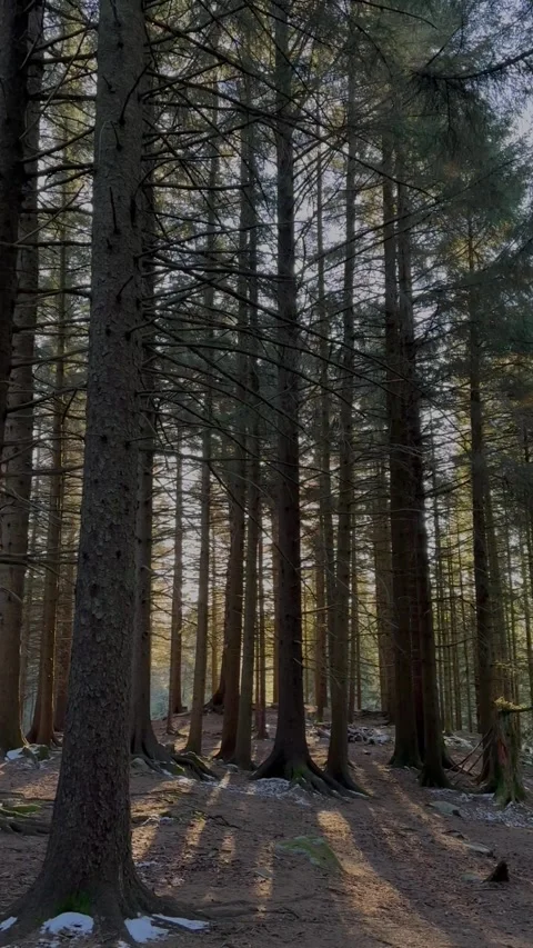 Sunlight through tall pine forest in Oslo Norway captured in vertical video Stock Footage 316763654
