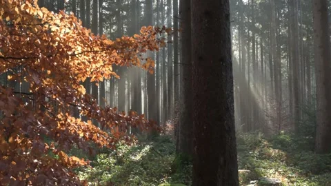 Sunlight through the threes in a misty forest in winter 스톡 동영상 246062159