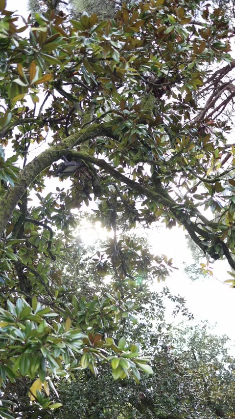Sunlight through tree branches and leaves Stock Footage 331023794