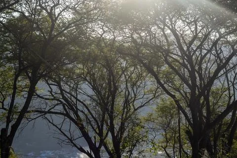Sunlight Through Tree Branches and Leaves Stock Photos