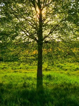 Sunlight through tree branches in Cologne Germany during spring Stock Photos