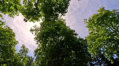 Sunlight Through Tree Branches Stock Footage 297350539