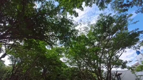 Sunlight Through Tree Branches in the garden Stock Footage 303208580