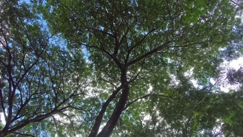 Sunlight Through Tree Branches in the garden Video stock 303208586