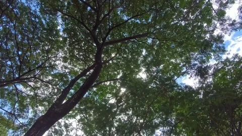 Sunlight Through Tree Branches in the garden Video stock 303208590