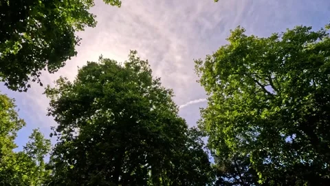 Sunlight Through Tree Branches in London Vidéo 301769735