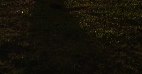 Sunlight Through Tree Branches At Sunset Video stock 79736997