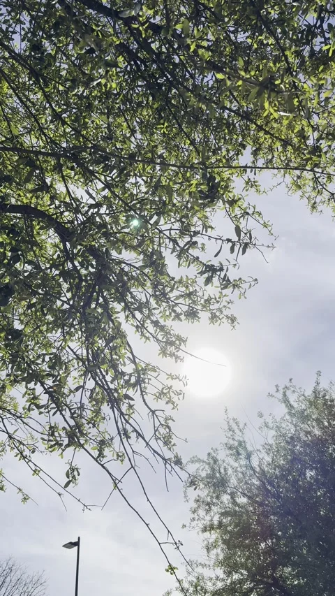 Sunlight Through Tree Canopy from Below Vídeos de archivo 344991198