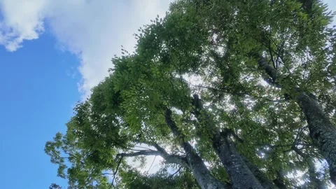 Sunlight Through Tree Canopy with Blue Sky Stock Footage 346735175