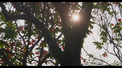 Sunlight Through Tree Canopy with Colorful Leaves for Mindfulness &amp; Wellness Stock Footage 327525967