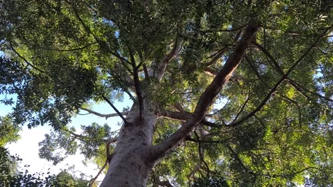 Sunlight through the Tree Canopy Stock Footage 160244170