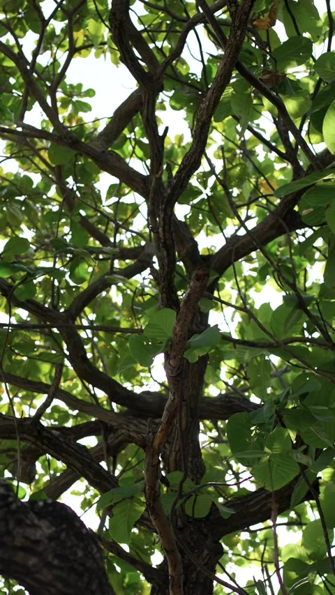 Sunlight Through Tree Canopy Stock Footage 266167071