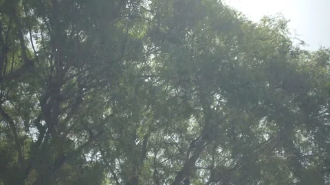 Sunlight through the tree canopy in Long Beach, California Stock-Footage 111928805