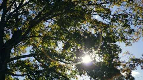 Sunlight Through Tree Video stock 31976248