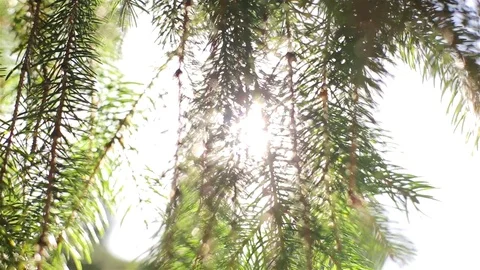 Sunlight through a tree Stock Footage