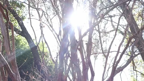 Sunlight through a tree Video stock 151247160