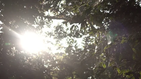 Sunlight through the tree in forest Stock Footage 84131247
