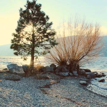 Sunlight through tree at the lake Stock Photos