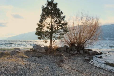 Sunlight through tree at the lake Fotos Stock