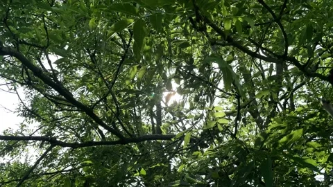 Sunlight through tree leaves Stock Footage 156605165
