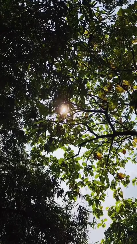 Sunlight Through Tree Leaves Video stock 341629022