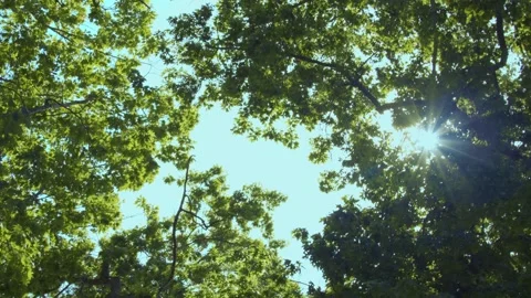 Sunlight Through Tree Leaves – Green Lake Park, Seattle - 6K, 2025 Stock Footage 312183070