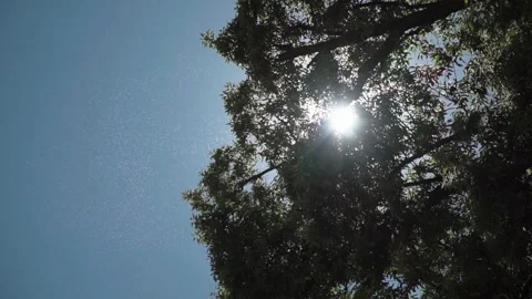 Sunlight through tree leaves with insects flying in warm summer nature Видео 334486908