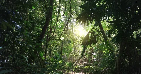 Sunlight through tree leaves. Jungle rainforest nature background Stock Footage 101267348