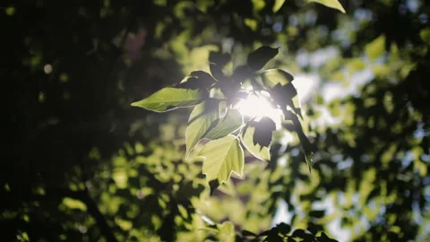 Sunlight through tree leaves. Jungle rainforest nature background Video stock 122997890