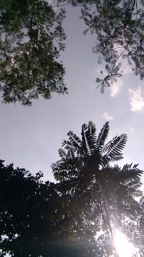 Sunlight Through Tree Leaves with Lens Flare 4K Stock-Footage 341861716